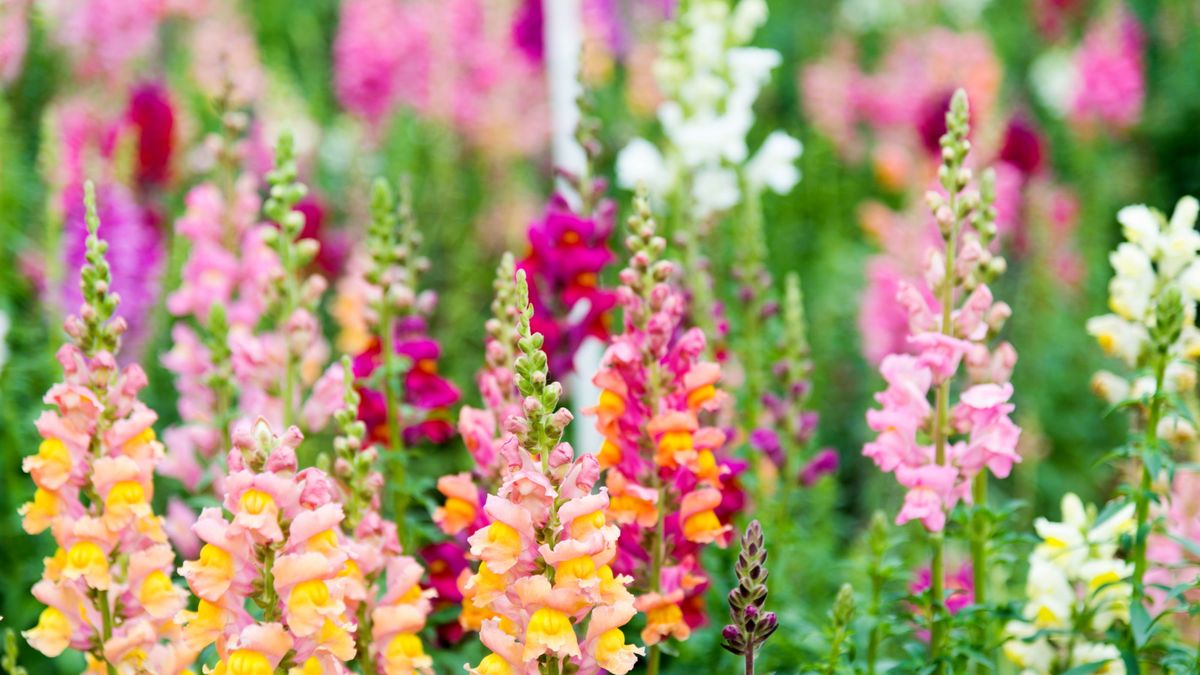 How to keep snapdragons flowering: with expert advice | Homes & Gardens