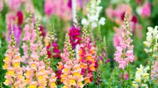 Snapdragons blooming in a mix of colours