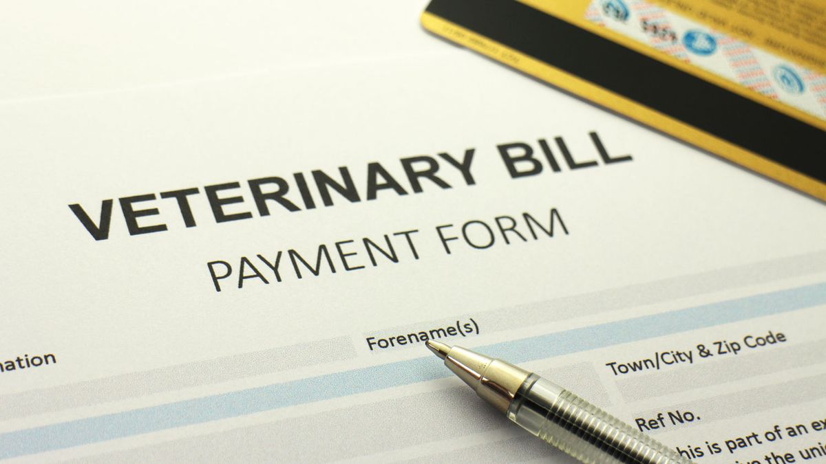 How much do cats cost to own and how can I save money on care? PetsRadar