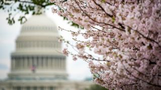 A cherry blossom tree with the Capitol behind it