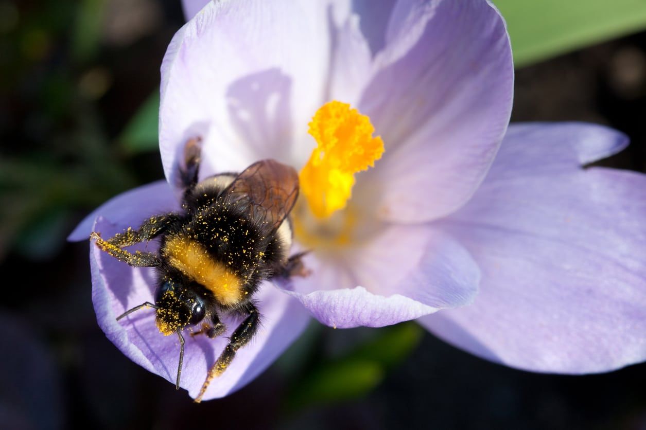 bee crocus