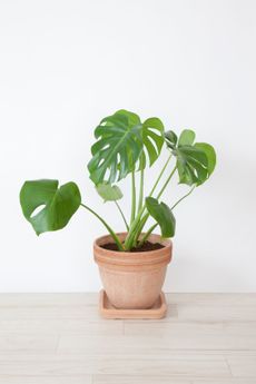 Potted Monstera Cheese Plant