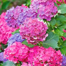 Blue, pink, and purple blooms on hydrangea