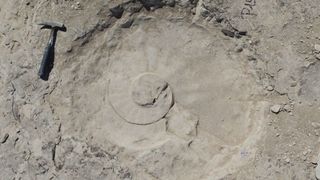 An ammonite fossil at a field site in mexico, still partially covered by sediment