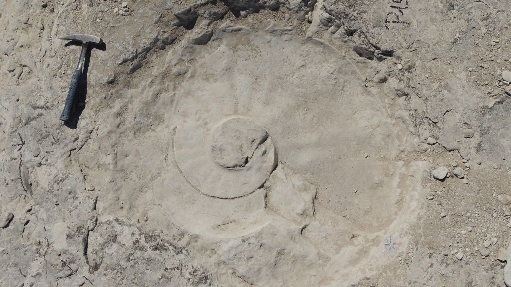 O fosilă de amonit pe un teren din Mexic, încă parțial acoperită de sedimente
