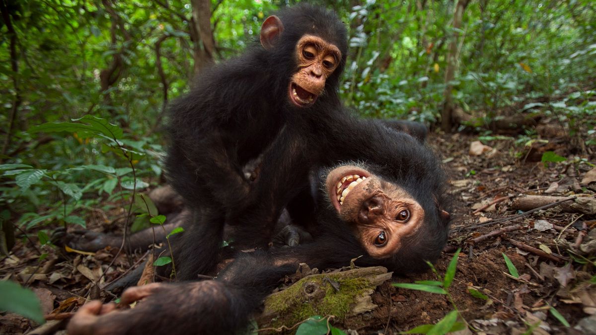 Eastern chimpanzee juvenile male &#039;Gimli&#039; aged 8 years playing with his brother &#039;Gizmo&#039; aged 3 years. Image taken in Gombe National Park, Tanzania, June 2012.