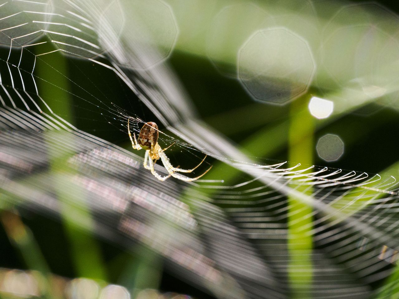 OM System 50-200mm F2.8 sample gallery: close up of a spider in its web