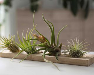 Four air plants on a light wooden rectangular board with four dips in the surgface for placement