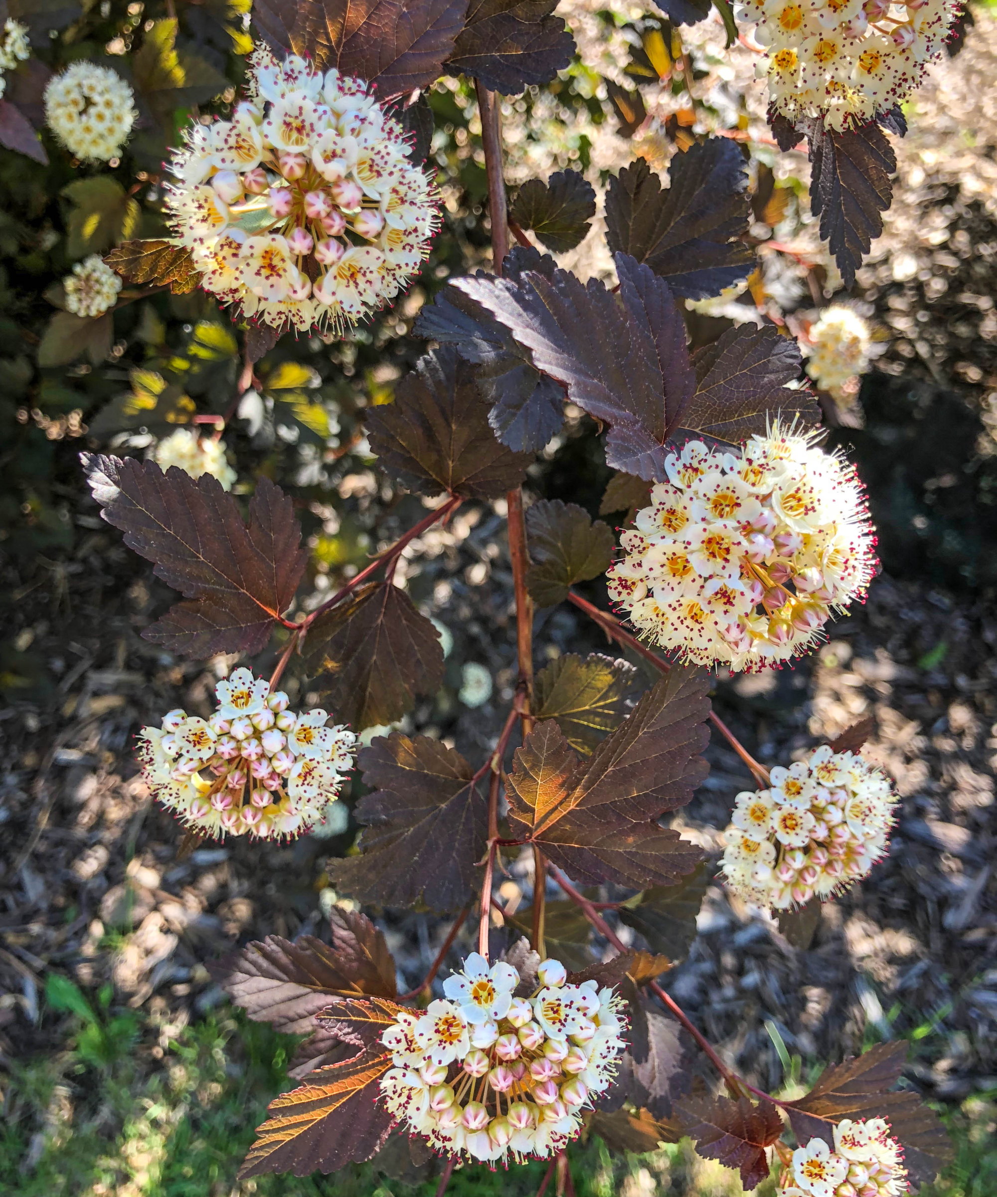 The white dome-shaped flowers and dark leaves of a ninebark shrub