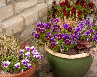 Mixed garden containers including Viola F1 'Antique Shades', 'Sorbet Blueberry Cream' and 'Rose Blotch'
