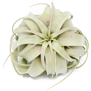 Large Xerographica Air Plants