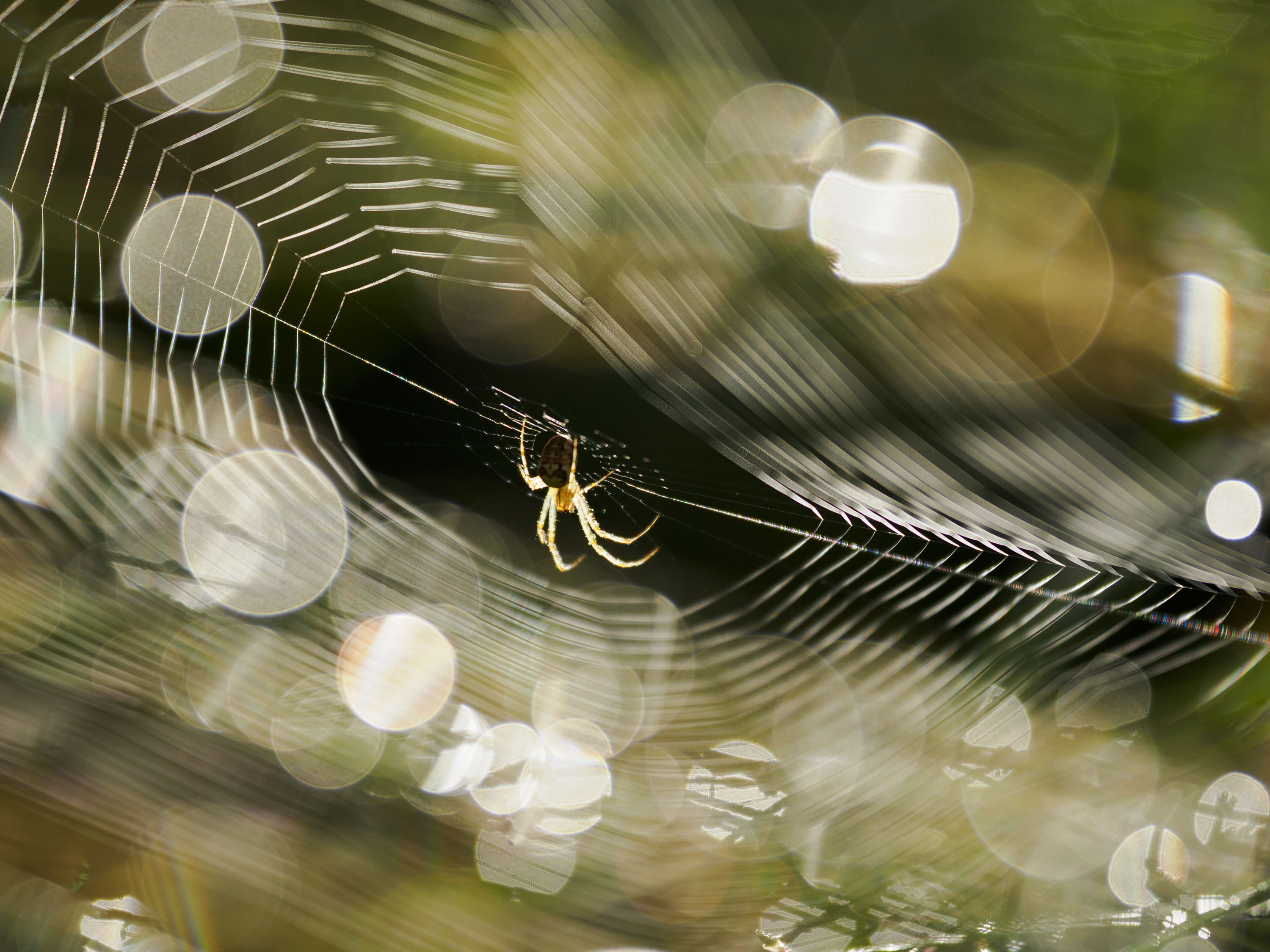 OM System 50-200mm F2.8 sample gallery: close up of a spider in its web
