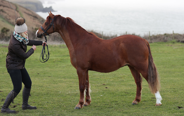 The novice ride