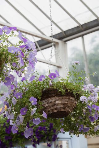 best plants for hanging baskets: purple flowers