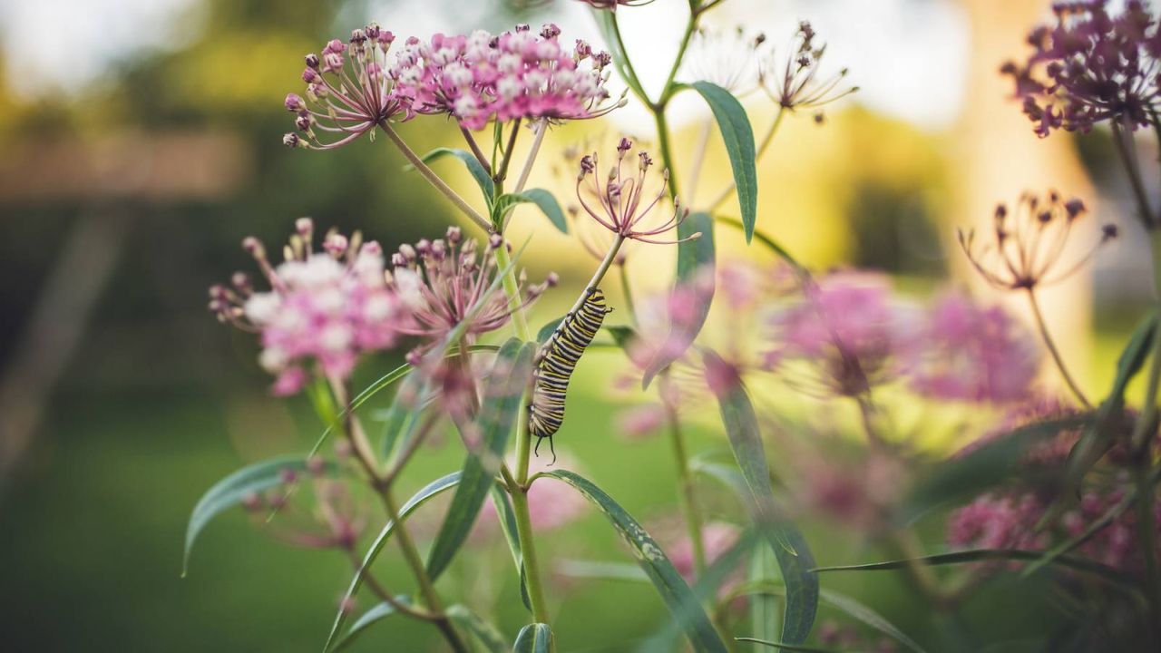 Monarch caterpillar on stem of milkweed plant