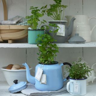 kitchen garden white shelf and plants pot