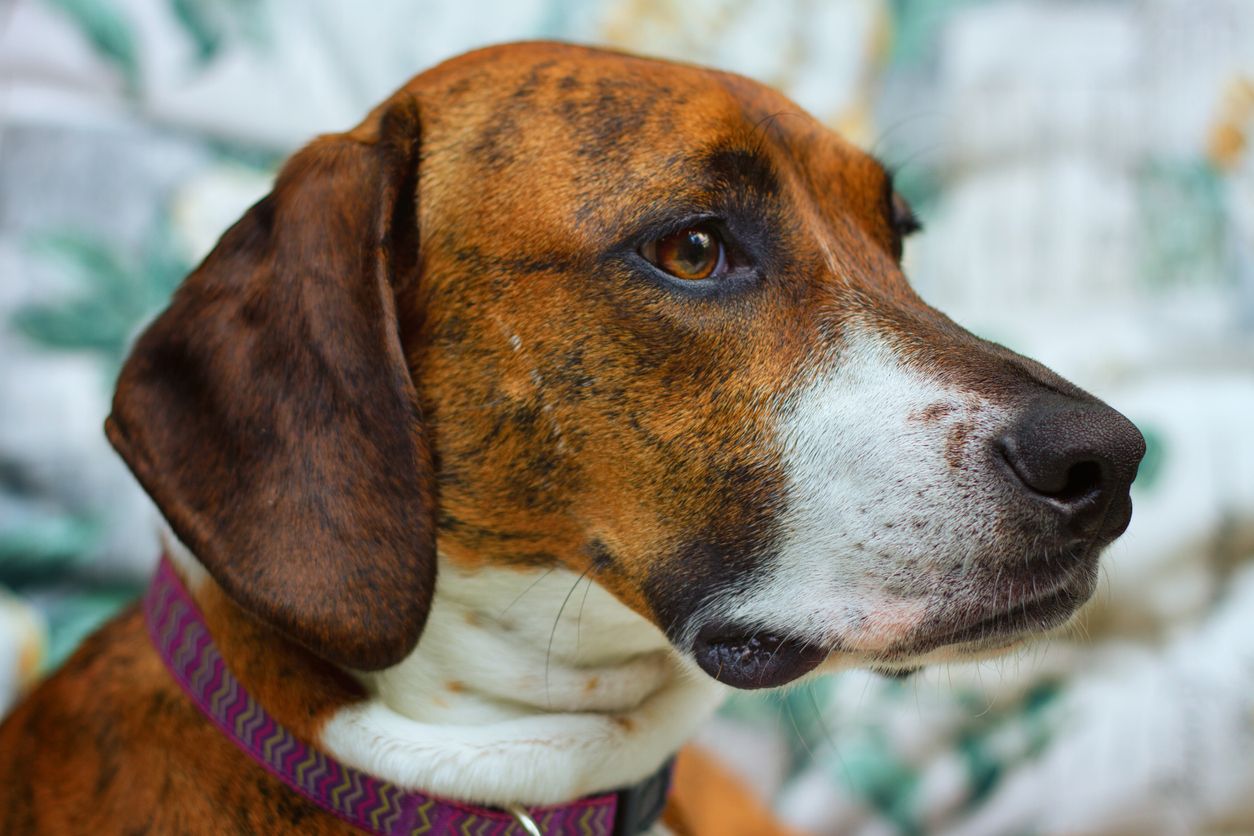 A Plott hound.