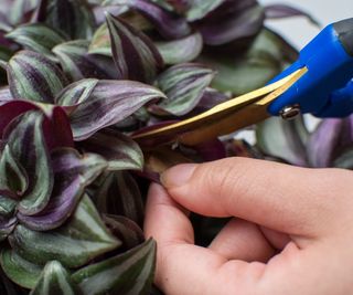 Tradescantia cutting