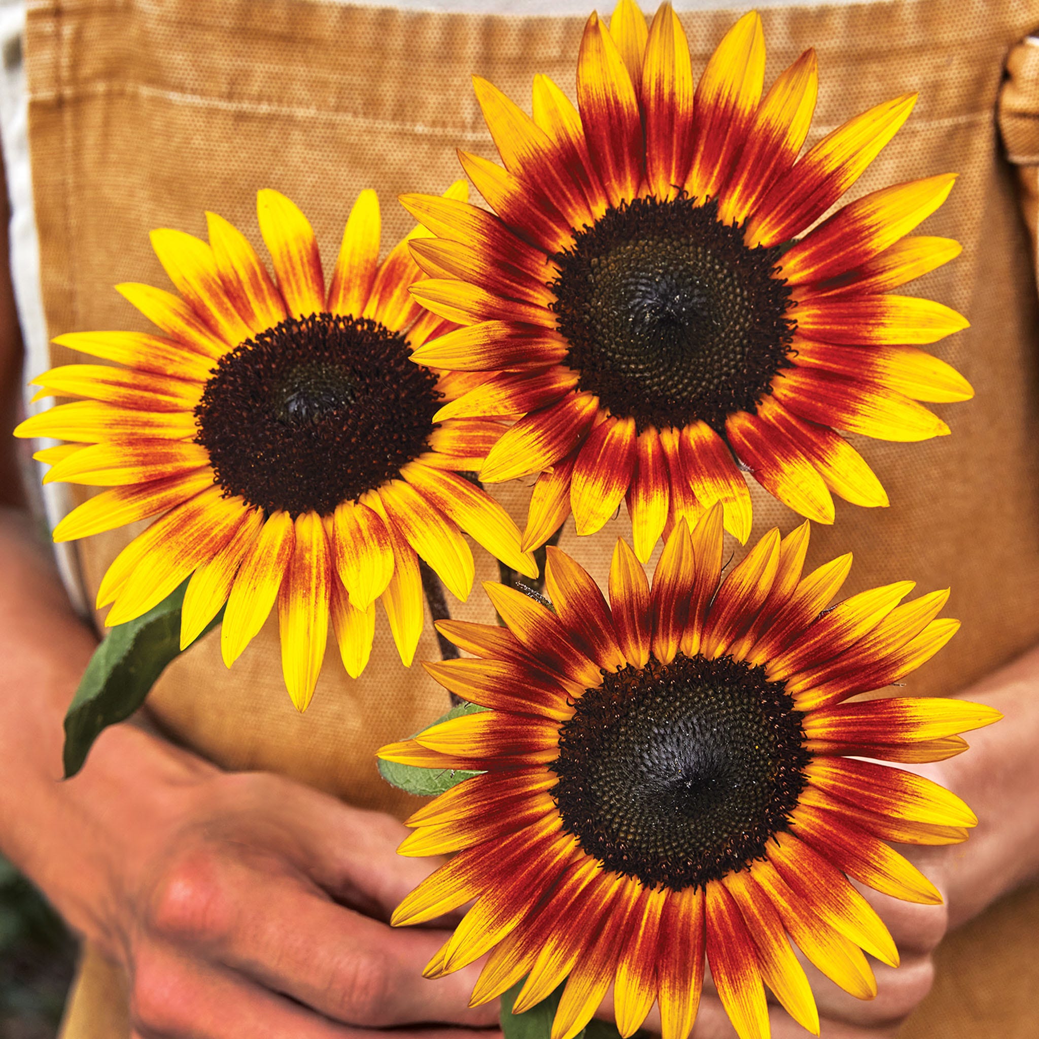 Tiger Eye Sunflower Seeds