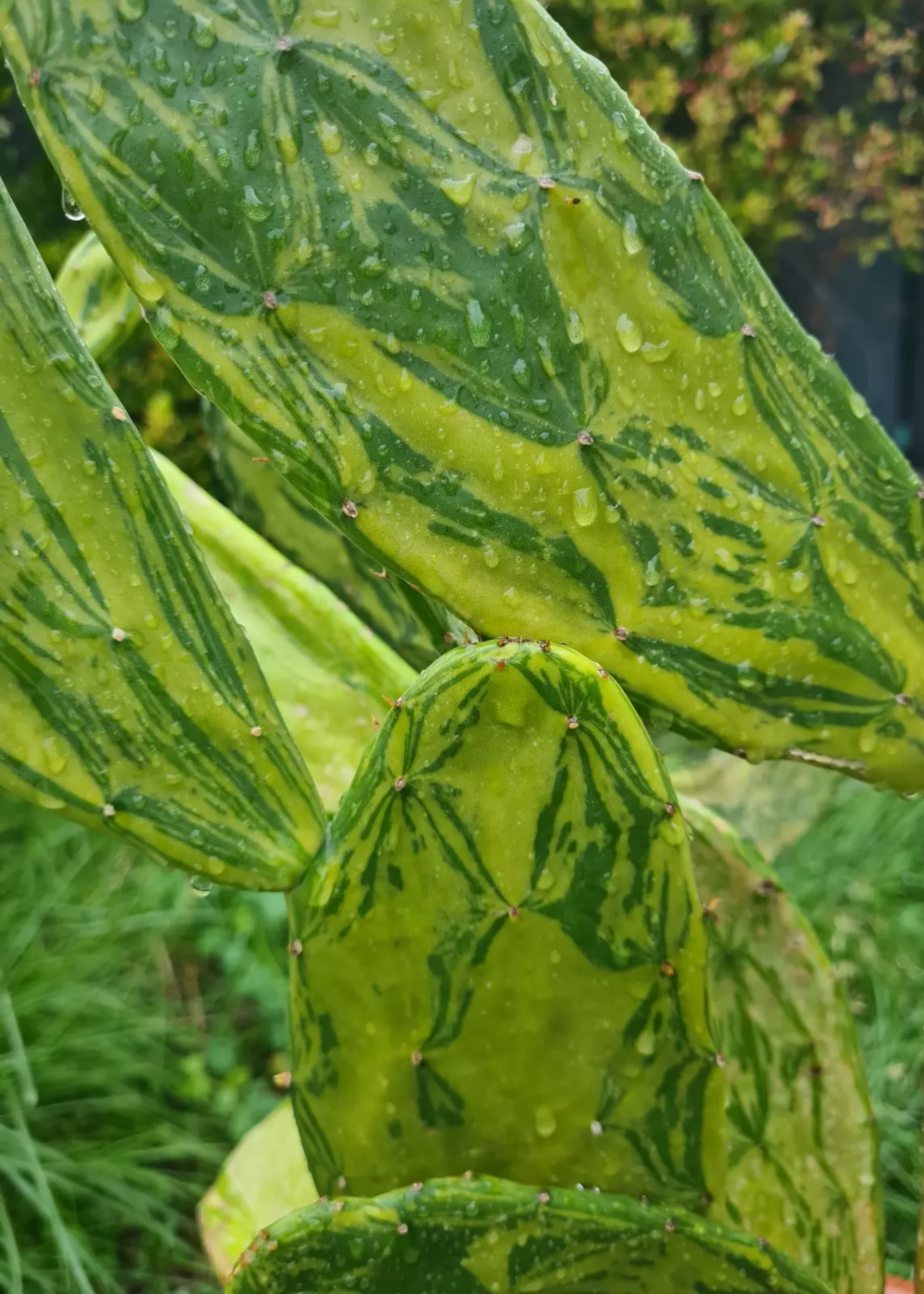 A close-up of a variegated prickly pear cactus