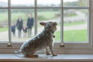 A little Norfolk terrier sits on a sash window sill