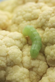 Close Up Of Insect On Cauliflower