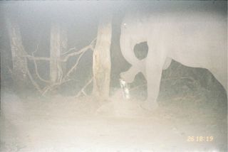 An elephant attacks a camera trap installed by Aaranyak, a conservation group tracking tigers in India.
