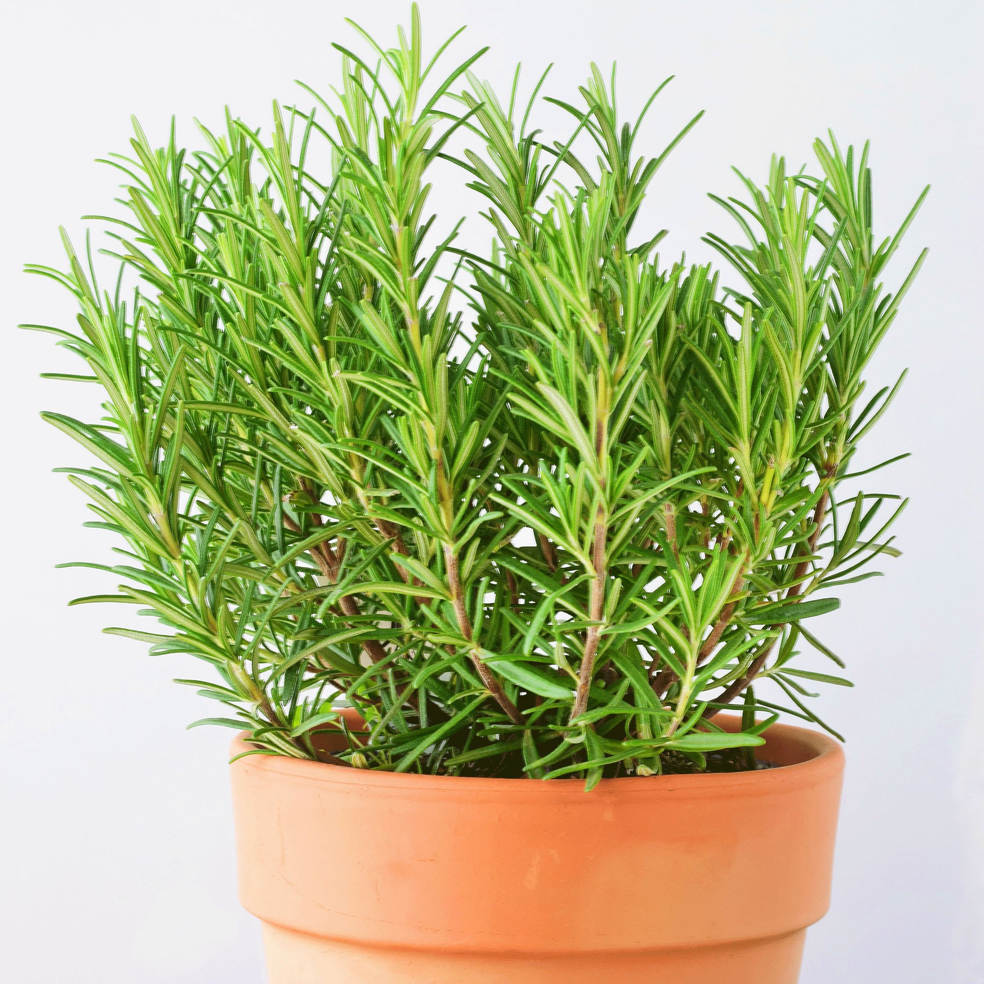 Rosemary plant in terracotta pot