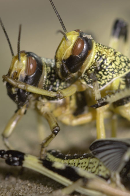 Desert locusts marching in a swarm after reaching a critical density and becoming an orderly, collective plague.