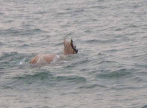 RNLI_HorseSwim