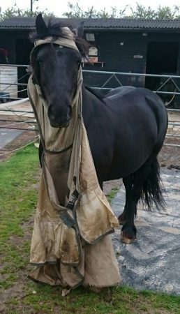 “This is my Fell pony New Times Silver Ghost (Ghosty). Being a hardy native type he does not appreciate the wearing of any clothing whatsoever. I always end up finding his clothing intact but over his eyes, round his neck or trailing behind him in the field.” — Julia Prentice