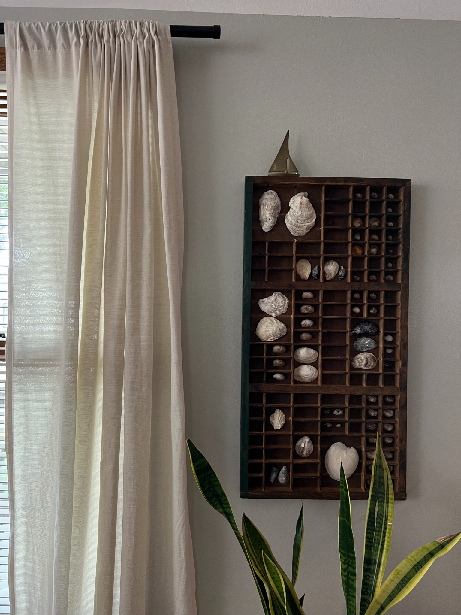 A wooden typeset drawer hung on a wall with small cubbies used to display shells and rocks