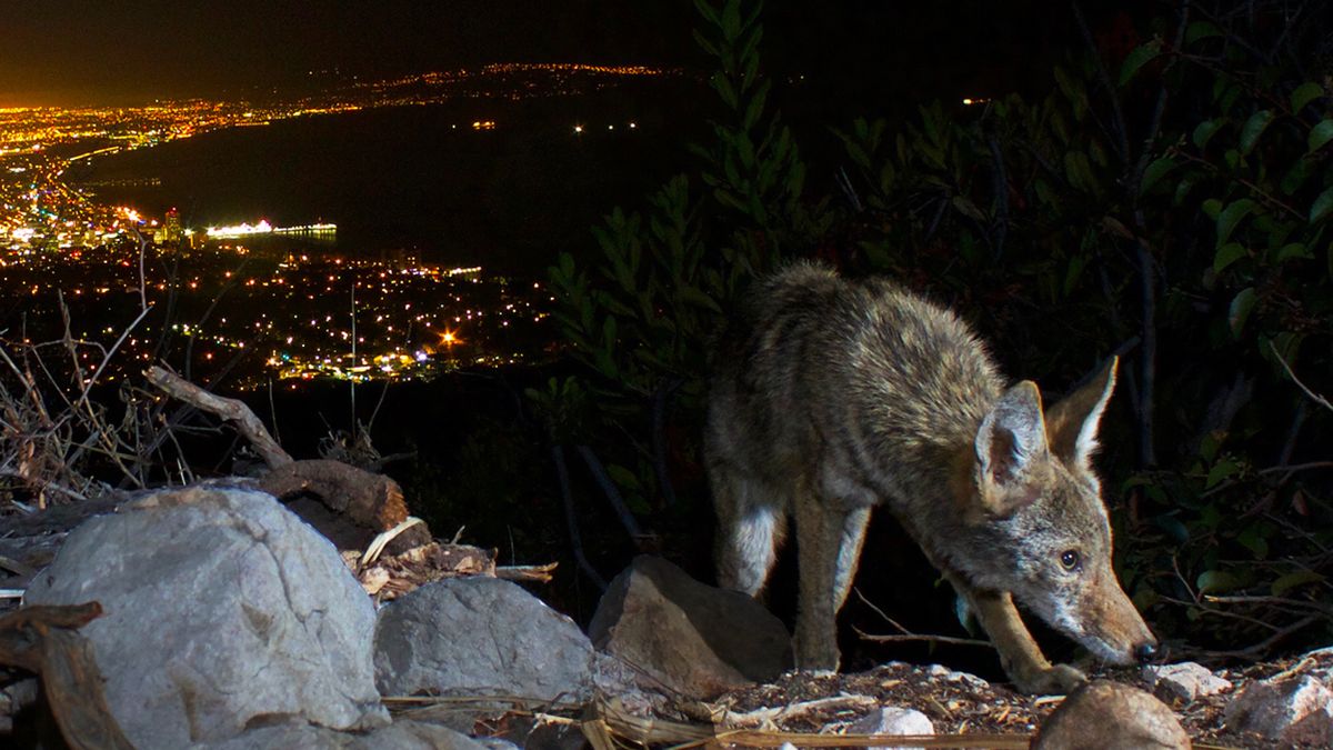 Why are there so many coyotes in big cities?