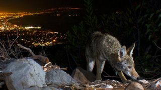 A photo of a coyote at night above Santa Monica Beach in California.