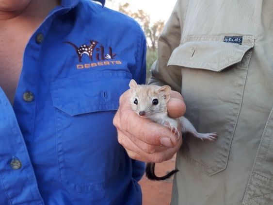 he Crest-tailed Mulgara was once commonplace in the Australian desert, but had declined to the appearance of extinction under pressure from invasive species.