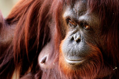 Hot Debate: Are You More Like Chimps or Orangutans? | Live Science