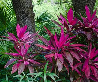 Hawaiian ti plants growing under trees in a garden