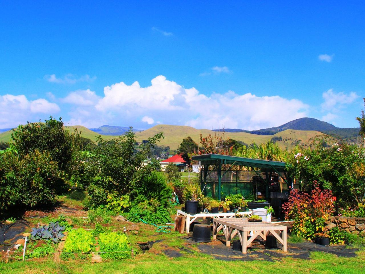 Landscape Garden Full Of Plants