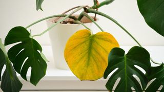 monstera yellowing leaf