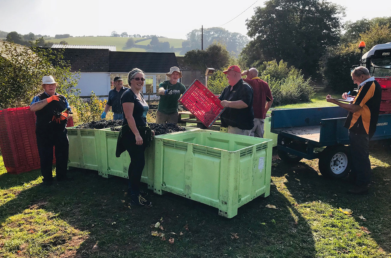Harvest 2022 at White Castle Vineyard in Wales