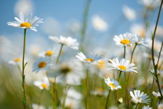 Close-up view of daisies in field in full bloom