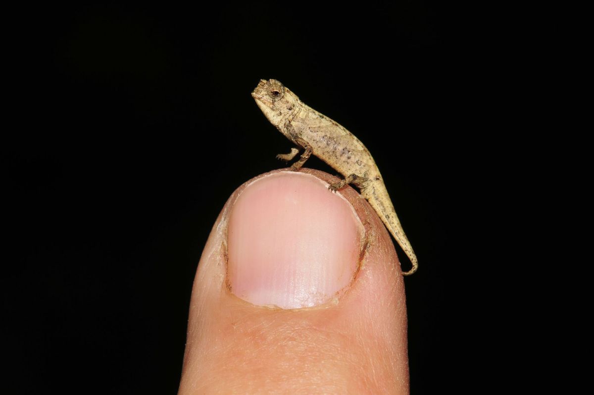The smallest reptile in the world fits your fingers