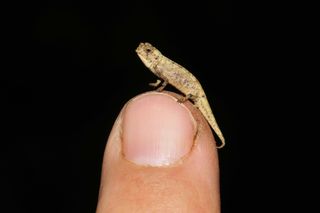This Madagascar chameleon is the world's smallest reptile.
