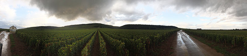 Burgundy 2017 harvest report