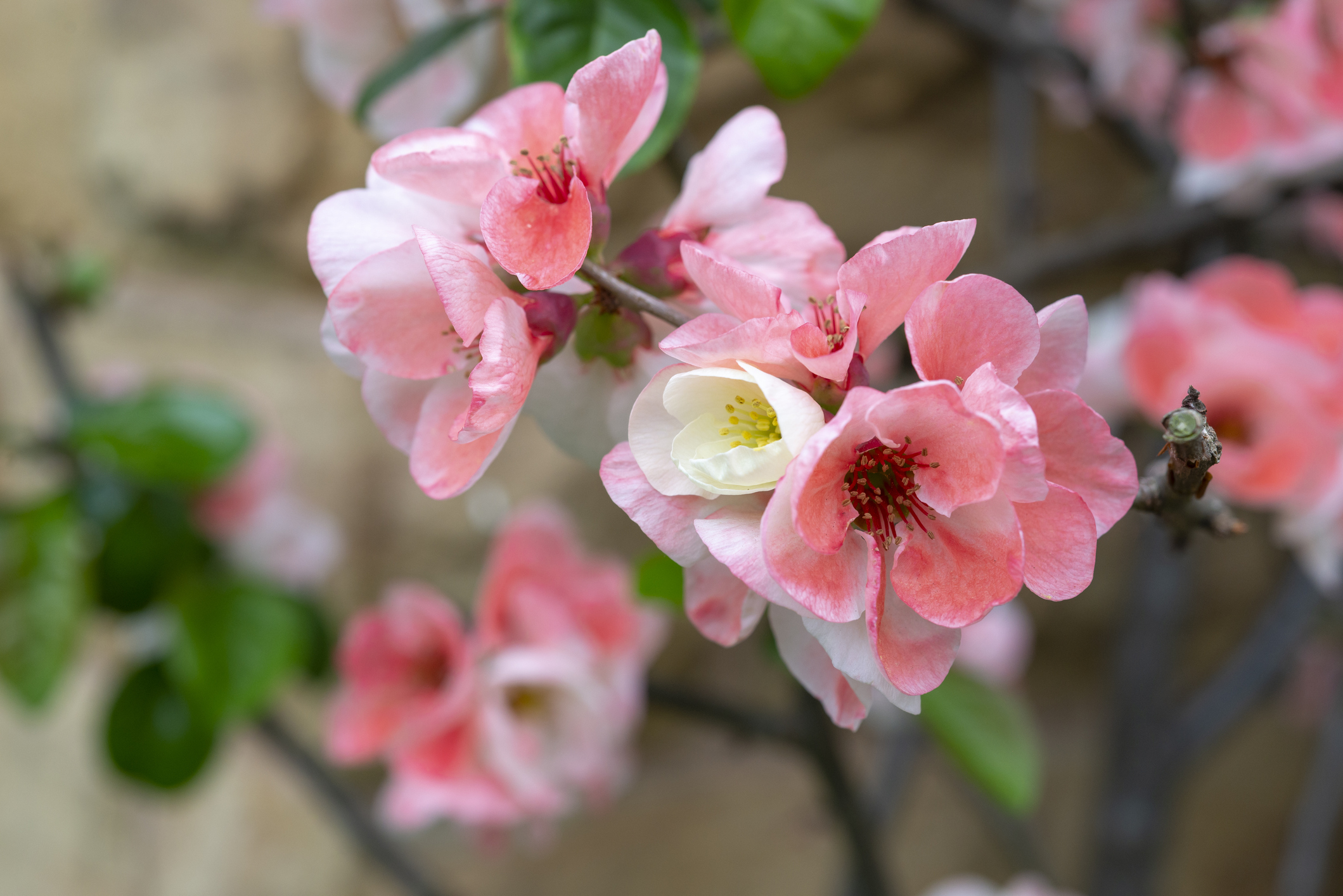 Chaenomeles Speciosa 'Moerloosei' flowering in spring garden