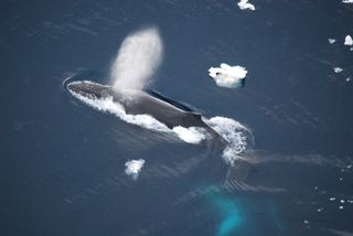A whale and an iceberg