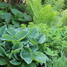 shade loving plants with hostas and ferns