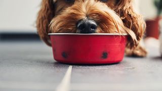 Dog eating food out of a red bowl