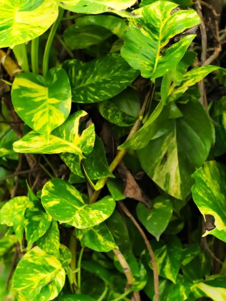 Outdoor Pothos Plants