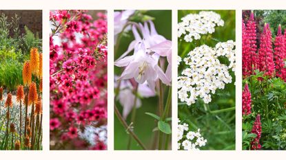 compilation of the best perennials to plant in autumn